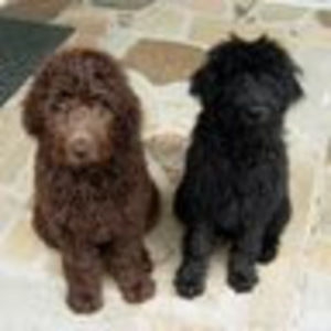 Meet your Posher, Nell